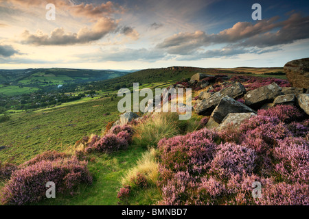 Spätsommer-Licht am Heidekraut bewachsenen Curbar Rand in den Peak District von Derbyshire, England Stockfoto