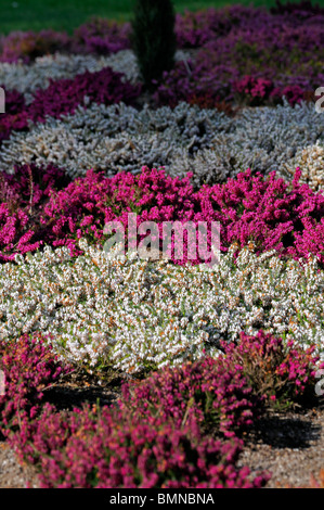 Erica Carnea Winter Heide Winter blühenden Heidekraut Frühling Heide Sy Herbacea Mediterranea gemischte Pflanzung rot weiß rosa lila Stockfoto