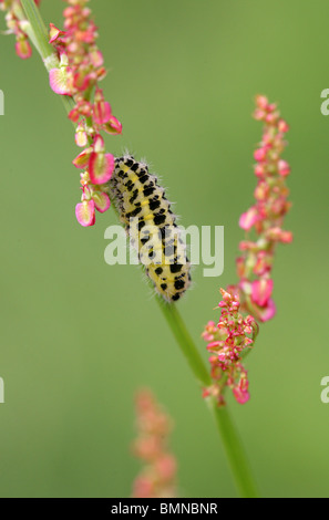 Caterpillar ein sechs-Spot Burnet Motten, Zygaena Filipendulae, Lepidoptera. Vorbereitung auf Pupate auf Sauerampfer, Rumex liegen. Stockfoto