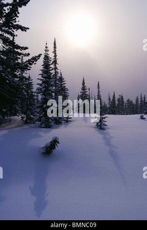 Sonne im Wald von westlichen Sajan-Gebirge. Sibirien. Russland Stockfoto