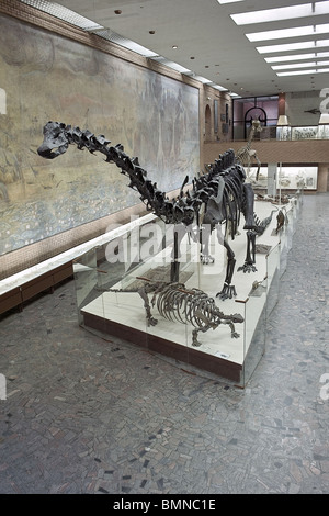 Paläontologischen Museum in Moskau. Russland Stockfoto