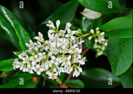Nahaufnahme der Blüten und Blätter der wilden Liguster (Ligustrum Vulgare) wilde Liguster Blüte im Juni Stockfoto