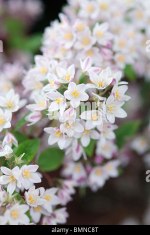 Deutzie X hybrida Mont Rose Blume Stockfoto