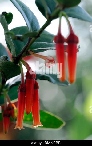 Macleania Insignis ungewöhnliche rot orange Blume Pflanze Blüte Blüte Ericaceae Stockfoto