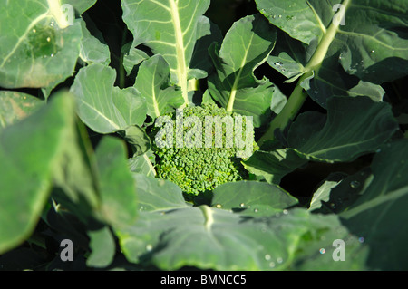 Brokkoli, Brassica oleracea Stockfoto