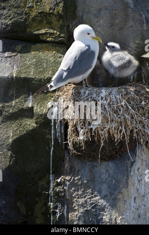 Dreizehenmöwe (Rissa Tridactyla) Eltern mit jungen am Nest auf der Klippe Gesicht, Farne Islands, Northumberland Küste, England, UK, Juni Stockfoto