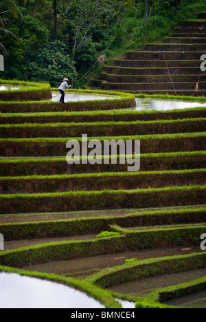 Vorbereitung des Bodens für neue Reis an der herrlichen Belimbing terrassierten Reisfelder von Bali, Indonesien. Stockfoto