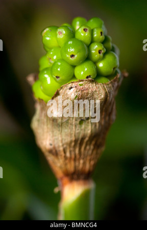 Arum Maculatum Lords und Ladies Cuckoo Pint Closeup in UK woodland Stockfoto