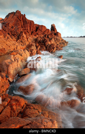 Eine einsame Möwe steht auf einem Felsen Turm entlang der felsigen Küste des Albecg an der Westküste von Guernsey Stockfoto