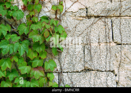 Grünen Efeu wächst auf einer Zement-Mauer. Kraft der Natur-Konzept. Stockfoto