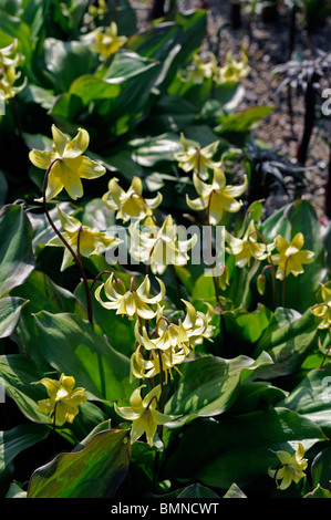 Erythronium Tuolumnense Forellen Lily Tuolumne Fawn Lily Fawnlily Adder Zunge des Hundes Zahn Lily Hund Zahn Lily Stockfoto