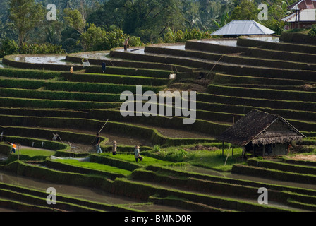 Vorbereitung des Bodens für neue Reis an der herrlichen Belimbing terrassierten Reisfelder von Bali, Indonesien. Stockfoto