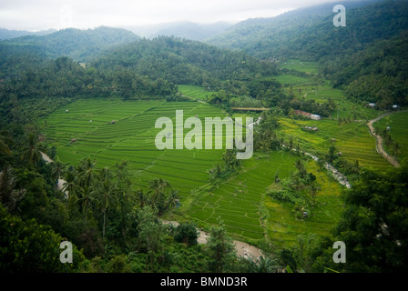 Einige der schönsten Reisterrassen auf Bali finden Sie in der Nähe des Dorfes Kekeran in Nord-Bali, Indonesien. Stockfoto