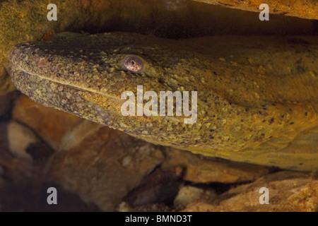 Schlammteufel (Cryptobranchus Alleganiensis) New York - USA - aquatischen Salamander - hautnah unter Wasser Stockfoto