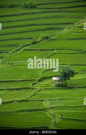 Einige der schönsten Reisterrassen auf Bali finden Sie in der Nähe des Dorfes Kekeran in Nord-Bali, Indonesien. Stockfoto