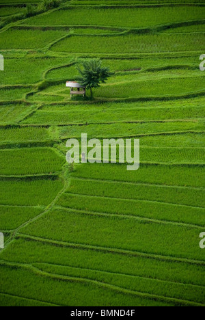 Einige der schönsten Reisterrassen auf Bali finden Sie in der Nähe des Dorfes Kekeran in Nord-Bali, Indonesien. Stockfoto