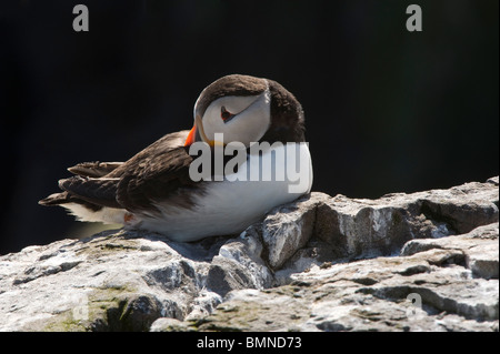 Papageitaucher Fratercula Arctica, ruhen Grundnahrungsmittel Insel Farne Islands, Northumberland Küste, England, Vereinigtes Königreich, Europa, Juni Stockfoto