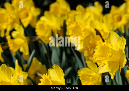 Narzisse niederländischen Meister große Trompete Division 1 Narzissen Makrofoto nahe Blume Blüte Blüte golden gelb Stockfoto