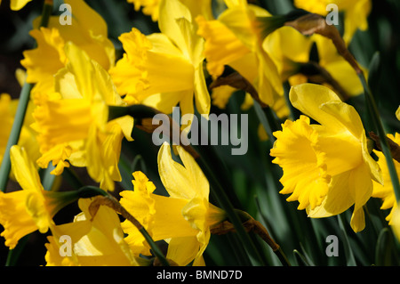 Narzisse niederländischen Meister große Trompete Division 1 Narzissen Makrofoto nahe Blume Blüte Blüte golden gelb Stockfoto