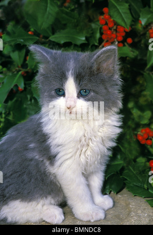 Süße graue und weiße Kätzchen mit blauen Augen sitzen auf einem Felsen im Garten in der Nähe von Stechpalme bush Stockfoto