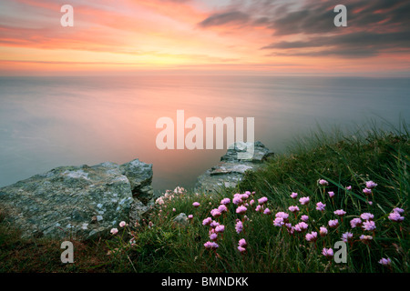 Sommer-Sparsamkeit und eine Dämmerung Himmel vom Rand des Tal der Felsen in der Nähe von Lynton im Exmoor National Park, Devon, England Stockfoto