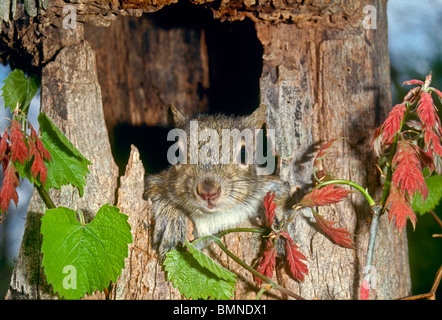 Niedliche Baby östliche graue Eichhörnchen (Sciurus Carolinensis) stochert Kopf aus Nest in hohlen Baum, umrahmt von Eichen Rebe Stockfoto
