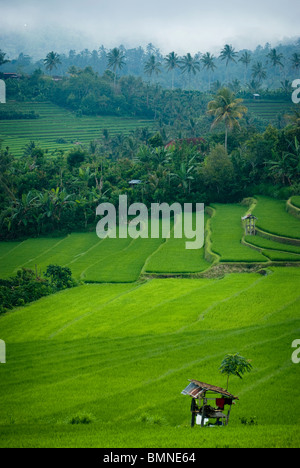 Einige der schönsten Reisterrassen auf Bali finden Sie in der Nähe des Dorfes Kekeran in Nord-Bali, Indonesien. Stockfoto