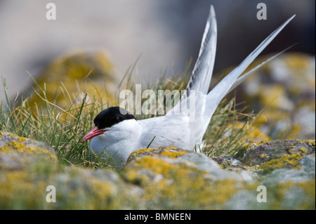 Küstenseeschwalbe (Sterna Paradisea) Inkubation von Eiern, Farne Islands, Northumberland, England, Europa, Juni Stockfoto