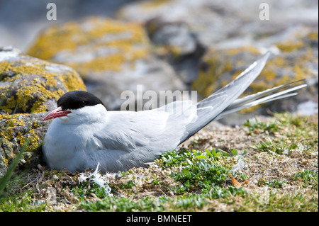 Küstenseeschwalbe (Sterna Paradisea) Inkubation von Eiern, Farne Islands, Northumberland, England, Europa, Juni Stockfoto