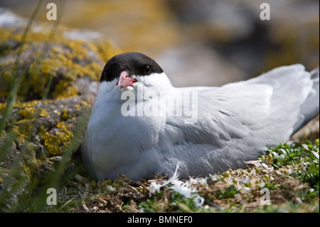 Küstenseeschwalbe (Sterna Paradisea) Inkubation von Eiern, Farne Islands, Northumberland, England, Europa, Juni Stockfoto