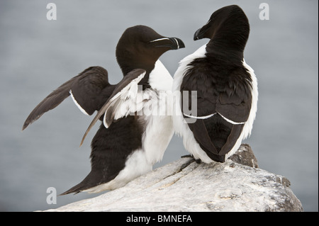 Der Tordalk (Alca Torda) paar auf der Klippe Verklebung Verhalten Farne Islands, Northumberland Küste England UK Europa Juni Stockfoto