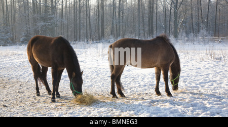 Zwei Tarpan wie polnische Pferde gehen im winter Stockfoto