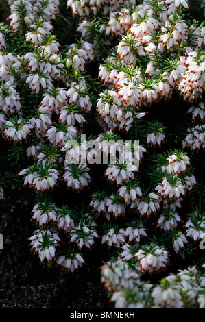 Erica Carnea golden Starlet weißen Winter Heide Winter blühenden Heidekraut Frühling Heide Sy Herbacea mediterranea Stockfoto