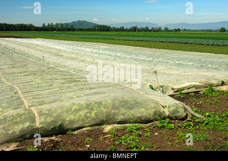 Ecolgical Pflanzenschutz umfasst gegen Kohl Wurzel fliegen Befall, Gemüsebau Bereich Grosses Moos, Schweiz Stockfoto