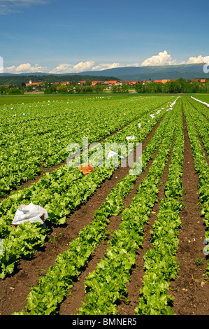 Outdoor-Anbau von Crisphead Salat, Gemüsebau Bereich Grosses Moos, Seeland-Region, Schweiz Stockfoto