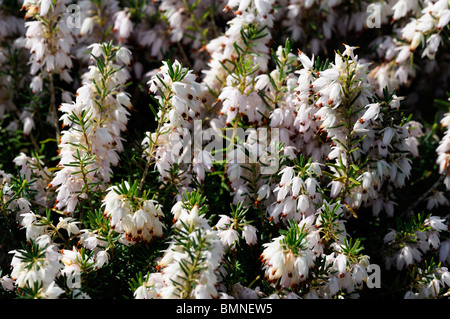 Erica Carnea Snowcap weißen Winter Heide Winter blühenden Heidekraut Frühling Heide Sy Herbacea mediterranea Stockfoto