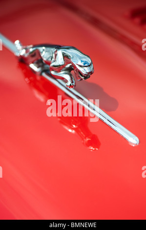 Springenden jaguar Maskottchen auf einem Oldtimer Jaguar E-type Motorhaube. Klassische britische Autos Stockfoto