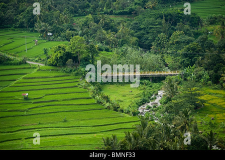 Einige der schönsten Reisterrassen auf Bali finden Sie in der Nähe des Dorfes Kekeran in Nord-Bali, Indonesien. Stockfoto