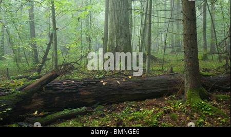 Eiche liegend mit nächste hinter gebrochen. Sommergrüne Stand mit alten Eiche im Hintergrund Stockfoto