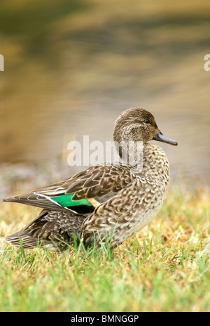 Weibliche Stockente Trocknung Flügel am Ufer des Sees das Wasser beobachten Stockfoto