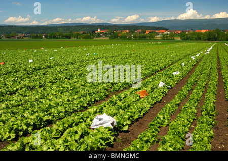 Feld mit Crisphead Salat, Gemüsebau Bereich Grosses Moos, Seeland-Region, Schweiz Stockfoto