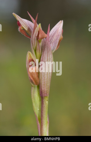 Kleine Blumen Zunge Orchidee (Serapias Parviflora) Stockfoto