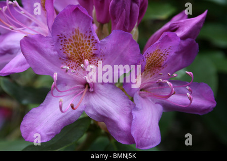 Lila Azalea Blüten mit gelben Splash am Ness Botanic Gardens, Wirral, UK Stockfoto