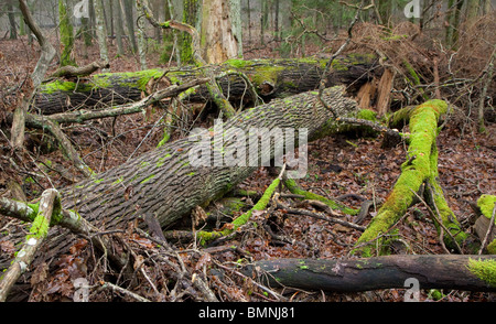 Sommergrüne Stand von Białowieża Wald im Herbst mit Protokollen Moos eingewickelt liegen Stockfoto