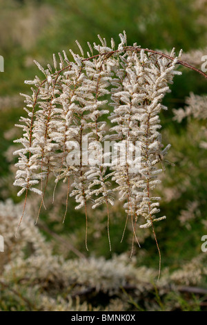 Tamariske Tamarix Gallica in voller Blüte Stockfoto