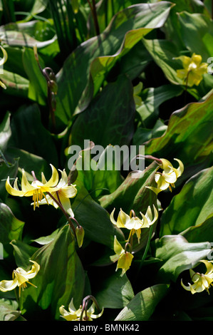 Erythronium Tuolumnense Forellen Lily Tuolumne Fawn Lily Fawnlily Adder Zunge des Hundes Zahn Lily Hund Zahn Lily Stockfoto