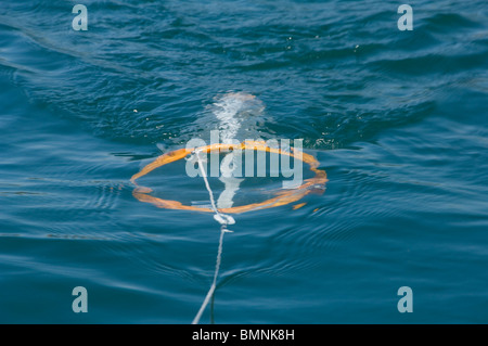 Plankton Schleppnetz, Pembrokeshire, Wales, UK, Europa Stockfoto