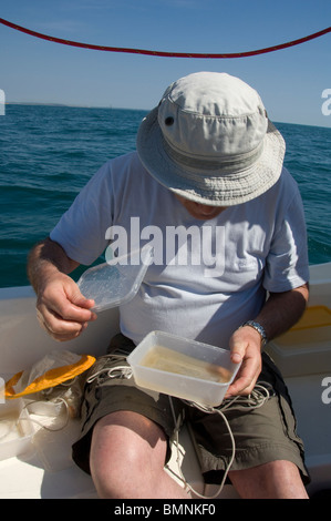 Plankton Schleppnetz, Pembrokeshire, Wales, UK, Europa Stockfoto