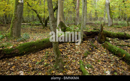 Herbstliche Landschaft Laub Stand mit Fichte stumpf und alten Eichen im Hintergrund Moos eingewickelt Stockfoto