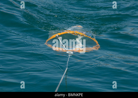 Plankton Schleppnetz, Pembrokeshire, Wales, UK, Europa Stockfoto